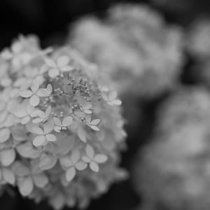 Nikon Recipe - Recette Nikon - USA Film Black and White