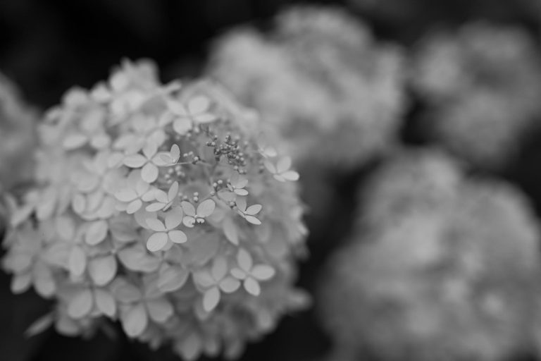 USA Film Black and White Nikon Recipe - Recette Nikon - USA Film Black and White